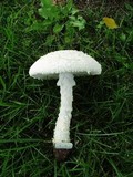 Amanita thiersii image