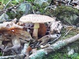 Amanita flavorubens image