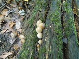 Mycena inclinata image