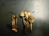 Mycena inclinata image