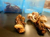 Mycena inclinata image