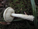 Leccinum holopus image