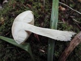 Leccinum holopus image