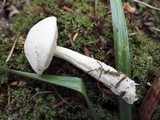 Leccinum holopus image