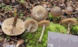 Inocybe tubarioides image