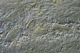 Inocybe tubarioides image