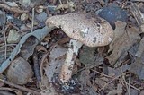 Echinoderma asperum image