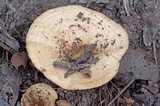 Lactarius psammicola f. glaber image