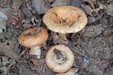 Lactarius psammicola image