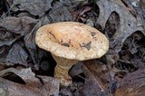Lactarius psammicola image