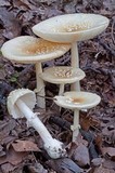 Amanita multisquamosa image