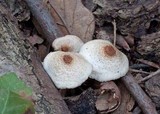 Lepiota cristata image