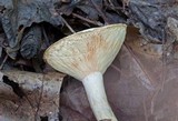 Lactarius luteolus image