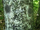 Ascodichaena rugosa image