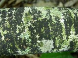 Ascodichaena rugosa image