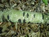 Ascodichaena rugosa image