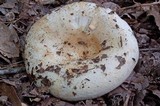 Lactarius deceptivus image