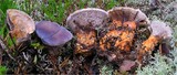 Hydnellum caeruleum image