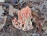 Ramaria subbotrytis image