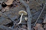 Mycena niveipes image