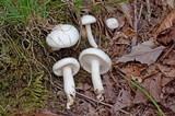 Cuphophyllus virgineus image