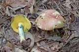 Boletus speciosus image