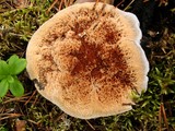 Hydnellum caeruleum image