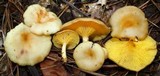 Pseudoarmillariella ectypoides image