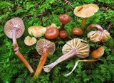 Hygrocybe laeta var. laeta image