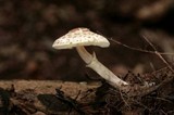 Lepiota cristata image