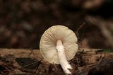 Lepiota cristata image