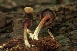 Callistosporium purpureomarginatum image