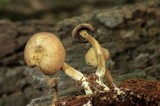 Callistosporium purpureomarginatum image