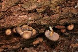 Callistosporium purpureomarginatum image