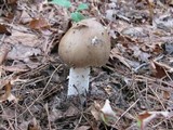 Amanita spreta image