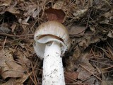 Amanita spreta image
