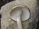 Amanita spreta image