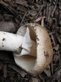 Amanita spreta image