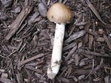 Amanita spreta image