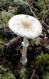 Amanita multisquamosa image