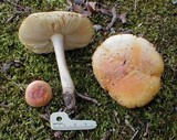 Amanita wellsii image