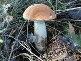 Leccinum albostipitatum image