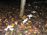 Tricholoma album image