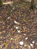 Tricholoma album image