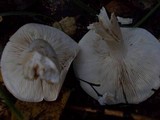 Tricholoma album image