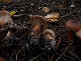 Tricholoma vaccinum image
