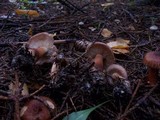 Tricholoma vaccinum image