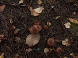 Tricholoma vaccinum image