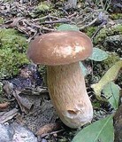 Boletus variipes image