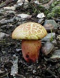 Boletochaete bicolor image